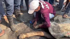 Man frees horse after its leg became stuck in hole in the street in western India