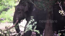 Elephant finds perfect tree to relieve itch in Sri Lanka national park