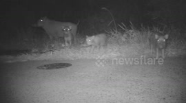 Creepy robot wolves are being used to scare away wild bears in Japan