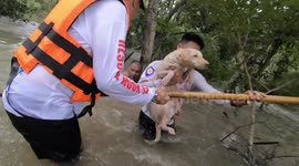 Buddhist monks and ten dogs rescued from waist-deep flash floods in Thailand