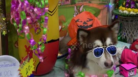 Fancy dressed dogs and their owners at a Thai pet  fair for Halloween