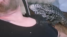 Giant lizard acting like a dog and wanting affection