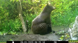 bear eats a bug