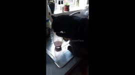 Cute cat uses paw to drink chocolate milkshake