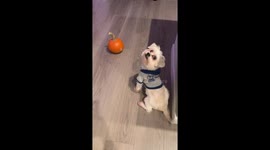 Tiny dog tries to carry big pumpkin on Halloween