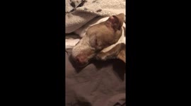 Cute pit bull howls in her sleep