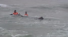 Sri Lankan villagers and navy rush to rescue about 100 stranded whales from coast