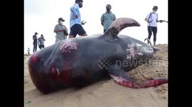 Sri Lankan villagers and navy rush to rescue over 100 stranded whales from beach
