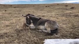 This cat and donkey are the real-life version of Donkey and Puss in Boots from Shrek