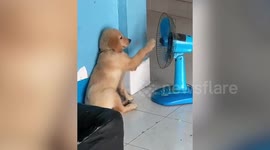 Puppy Plays With Fan Blades While Cooling Off In Thailand