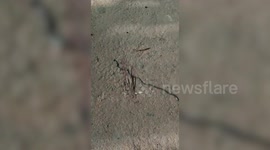 Bizarre Flatworm Baffles Monks In Buddhist Temple