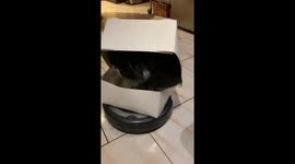 Persian Cat Enjoying A Free Ride On Robotic Vacuum Cleaner