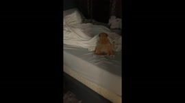 Owner loses it after spotting his dog sitting up like a human