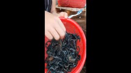 Vienamese woman washes dozens of scorpions by hand to prep them for food market