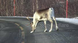 Beautiful Reindeers on road while driving in Sweden and Norway