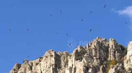 Vultures Flooding The Skies In Eerie Spanish mountains