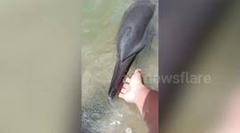 Children play with lost dolphin that swam into their village after storms in the Philippines