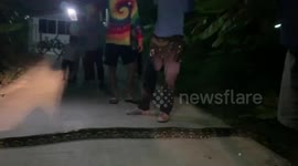 Huge python found sleeping across road in Thailand