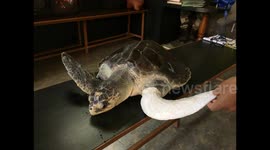 Indian turtle gets a prosthetic flipper after a brutal mishap at sea