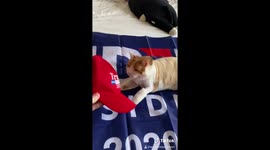 This cat hates Donald Trump