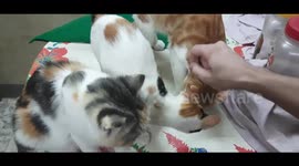 Sofi Kitten Eats Dry Food With Her Brother By Owner