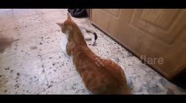 Sofi Kitten Was Attacked By Her Brother