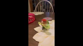 Lovebird dancing and shaking  her mini maraca