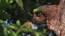 Exquisite moment parakeet feeds baby chicks captured on cam in Sri Lanka