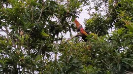 Scene of red junglefowl birds on trees during sunset time at woods of Malaysia