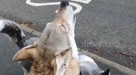Wolfdog goes viral after hilarious video shows it howling every time it hears an ambulance siren