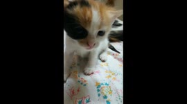 Sofi Kitten Camera Time