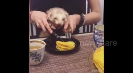 Adorable Ferret Enjoys A Delicious Plate Of Pancakes