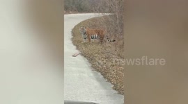 Chinese motorists shocked as wild Siberian tiger crosses road in front of them