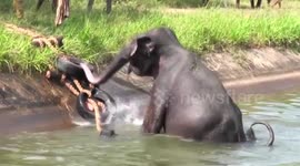 Elephant trapped in canal rescued after 7-hour-operation using ingenious rope ladder