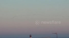 Hundreds of Common Cranes in southwest France during lockdown