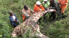 Wildlife officials in Kenya act quickly to remove tyre stuck around giraffe's neck