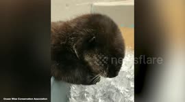 This wholesome video of a baby Otter munching on ice cubes will MELT your heart.
