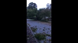 Trees Down In East Cobb from Tropical Storm Zeta
