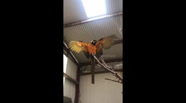 Rio the Macaw
