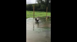 Leonard the goose washing