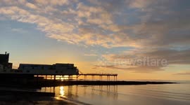 Thousands of starlings murmurate around The Royal Pier at sunset in Aberystwyth, West Wales, UK