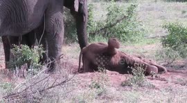 Caring mother elephant gently helps her playful son back onto his feet