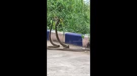 Pair of snakes seen wrapped up in weird dance in India