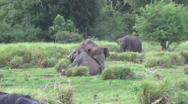 Group of baby elephants chase birds and wrestle at national park in Sri Lanka