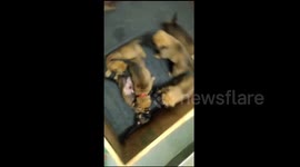Watch - ITBP in Panchkula gets 17 new cute little warriors for its K9 squad