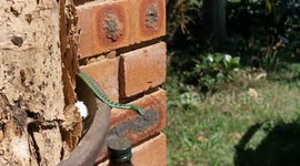 Morning visitor (Natal bush snake)
