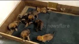 Indo-Tibetan Border Police get 17 cute new warriors for its K9 squad
