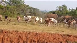 Size doesn't matter! Herd of wild elephants sent running from stampeding cattle in India