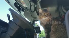 This trucker, who sleeps in his truck five nights a week, never goes anywhere without his trusty companion, an adorable cat who lives with him on the road