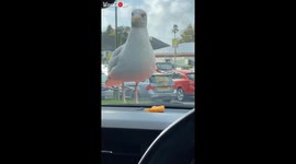 Seagull Tries To Eat The Food Placed On The Dash Of The Car